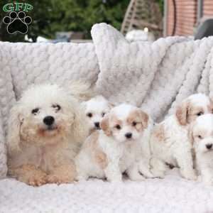 Hunter, Cavachon Puppy