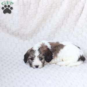 Hudson, Cavachon Puppy