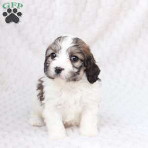 Hudson, Cavachon Puppy