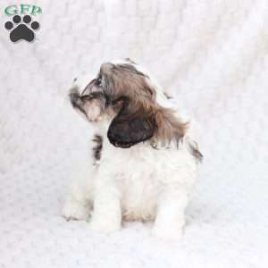 Hudson, Cavachon Puppy