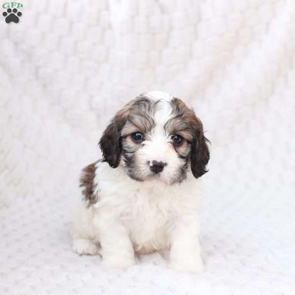 Hudson, Cavachon Puppy