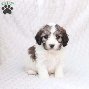Hudson, Cavachon Puppy