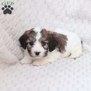 Hudson, Cavachon Puppy