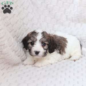 Hudson, Cavachon Puppy