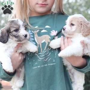 Hudson, Cavachon Puppy