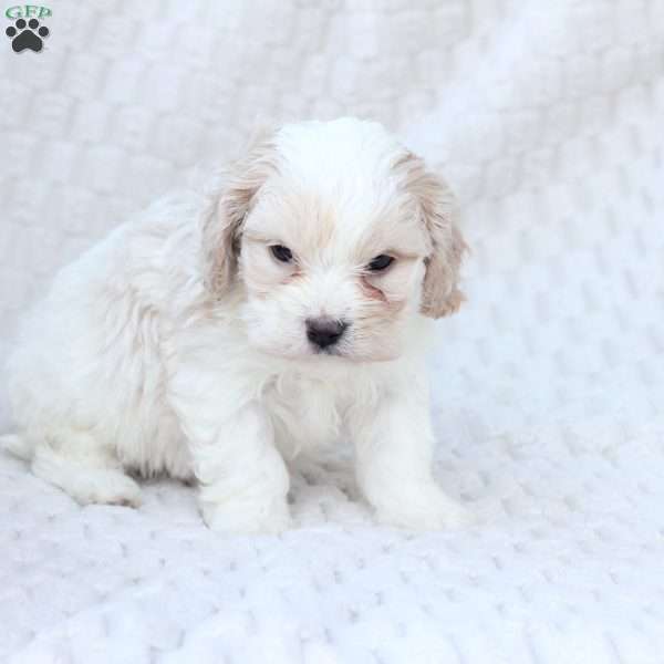 Ellie, Cavachon Puppy
