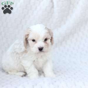 Ellie, Cavachon Puppy