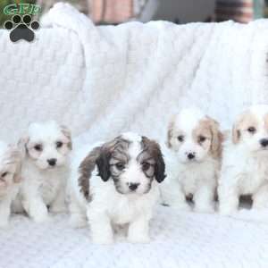 Flynn, Cavachon Puppy