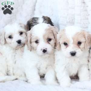 Flynn, Cavachon Puppy