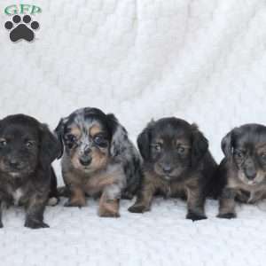 Asher, Dachshund Puppy