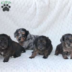 Atlas, Dachshund Puppy