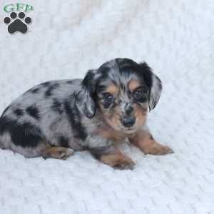 Bru, Dachshund Puppy