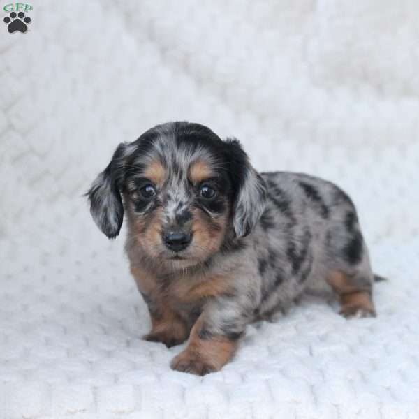 Bru, Dachshund Puppy