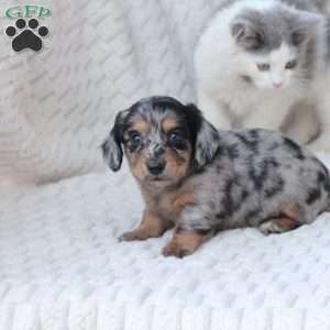 Bru, Dachshund Puppy