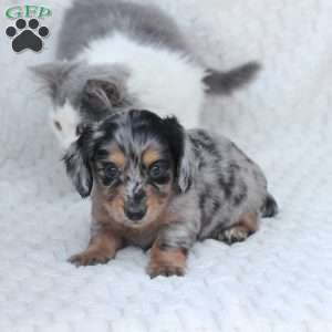 Bru, Dachshund Puppy