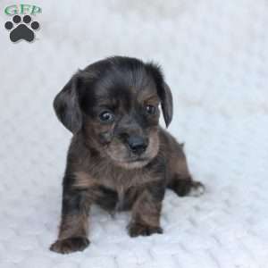 Chloe, Dachshund Puppy