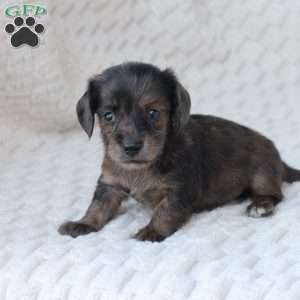 Chloe, Dachshund Puppy