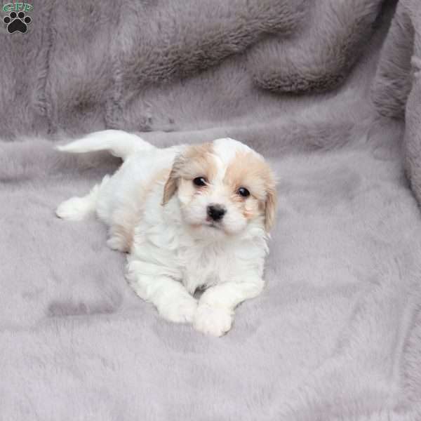Emma, Cavachon Puppy