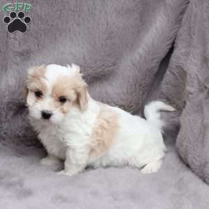 Emma, Cavachon Puppy