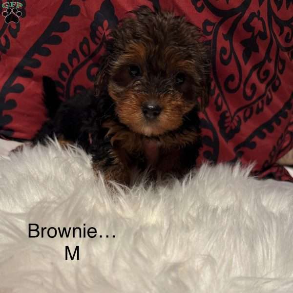 Brownie, Yorkie Mix Puppy