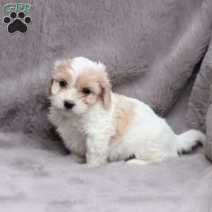 Emma, Cavachon Puppy