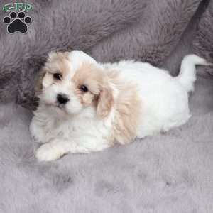Emma, Cavachon Puppy