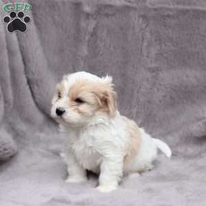 Ellie, Cavachon Puppy