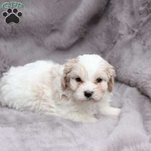 Ellie, Cavachon Puppy