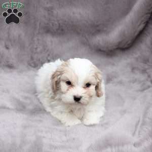 Ellie, Cavachon Puppy