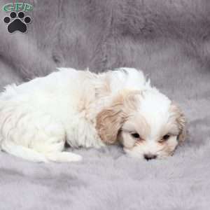 Ellie, Cavachon Puppy