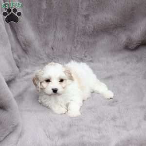 Flynn, Cavachon Puppy