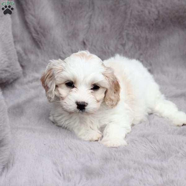 Flynn, Cavachon Puppy