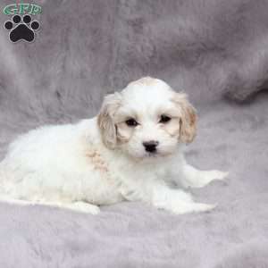 Flynn, Cavachon Puppy