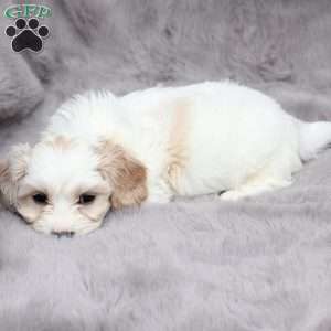 Flynn, Cavachon Puppy