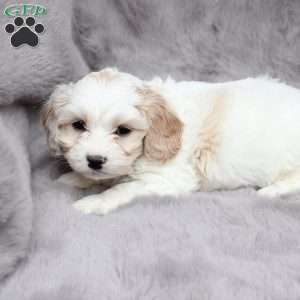Flynn, Cavachon Puppy