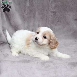 Hunter, Cavachon Puppy