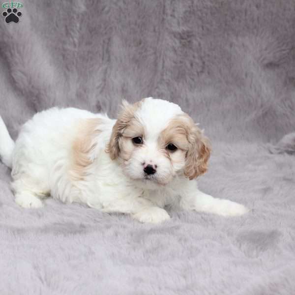 Hunter, Cavachon Puppy