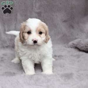 Hunter, Cavachon Puppy