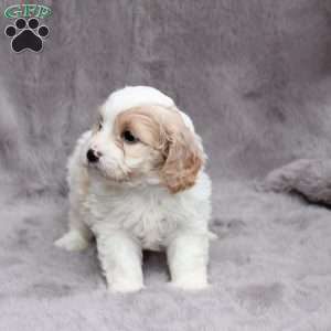 Hunter, Cavachon Puppy
