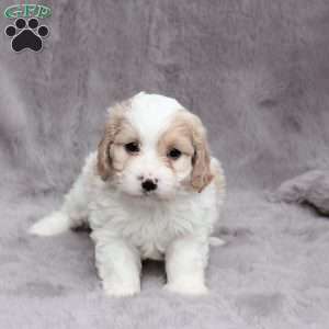 Hunter, Cavachon Puppy