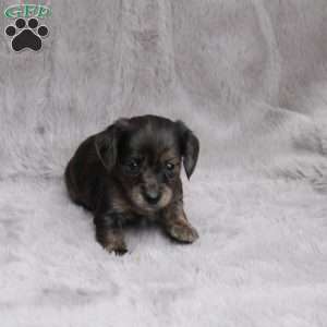Chloe, Dachshund Puppy