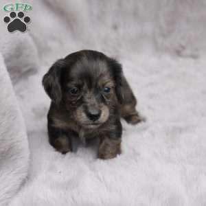 Chloe, Dachshund Puppy