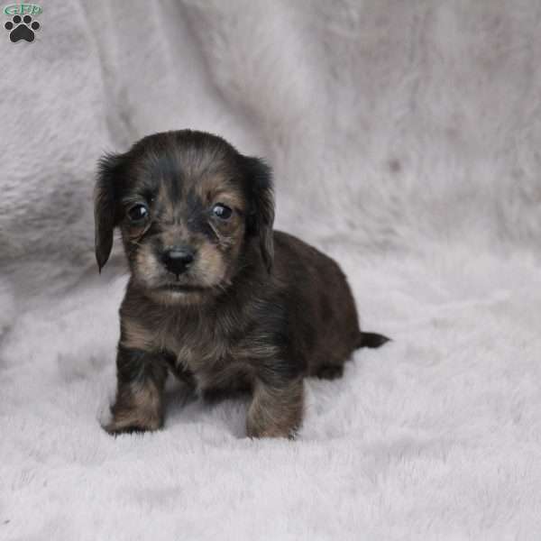 Chloe, Dachshund Puppy