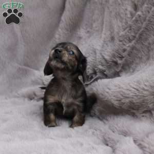 Chloe, Dachshund Puppy