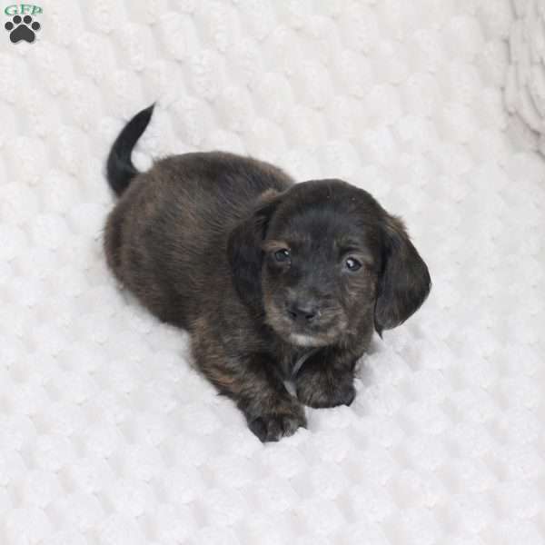 Asher, Dachshund Puppy
