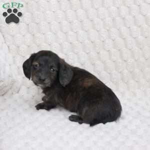 Asher, Dachshund Puppy