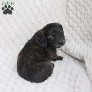 Asher, Dachshund Puppy