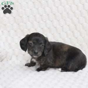 Asher, Dachshund Puppy