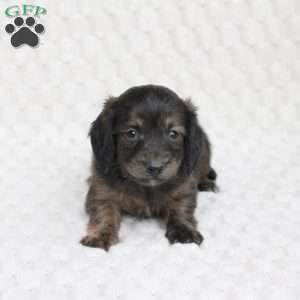 Atlas, Dachshund Puppy