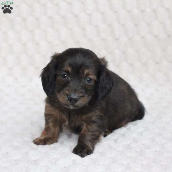 Atlas, Dachshund Puppy